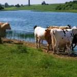 Doar 1,6 lei pe litru la producător: fermierii sunt în pragul falimentului și trimit animale la abator