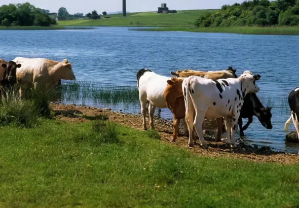 Doar 1,6 lei pe litru la producător: fermierii sunt în pragul falimentului și trimit animale la abator