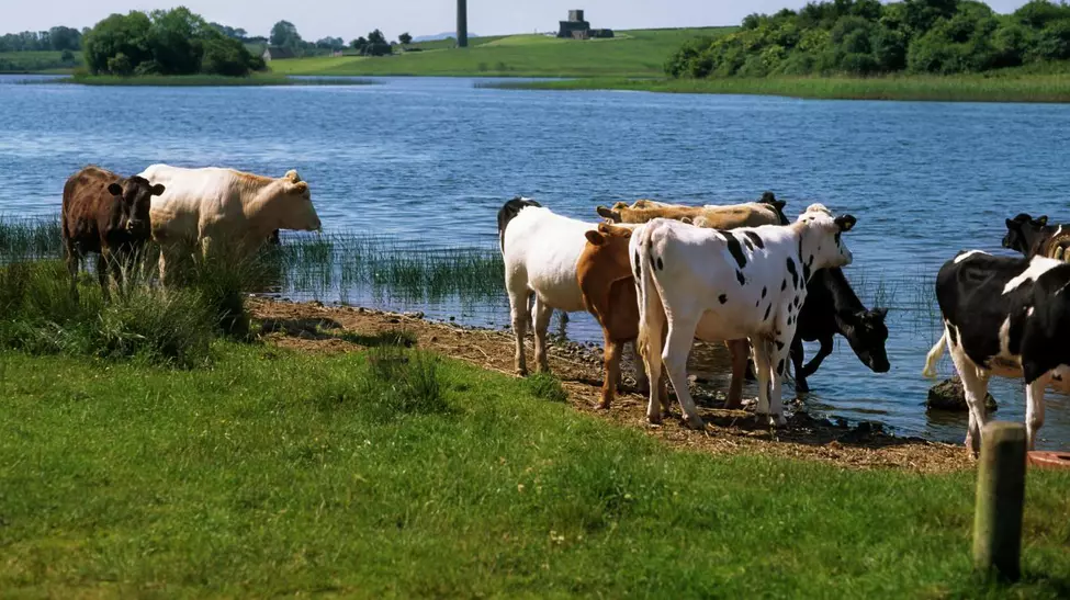 Doar 1,6 lei pe litru la producător: fermierii sunt în pragul falimentului și trimit animale la abator